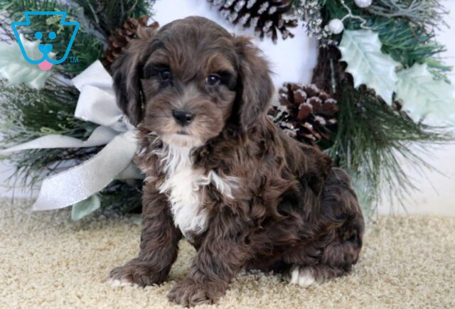 Santa Cockapoo image