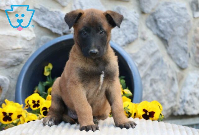 Sarge Belgian Malinois