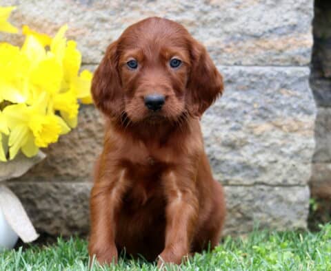 Sarge Setter