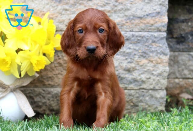 Sarge Setter image