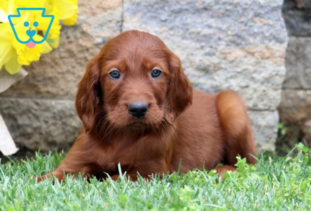 Sarge Setter2 image