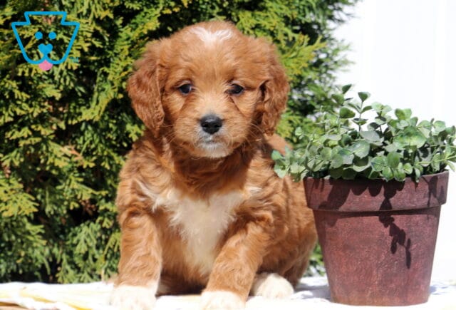 Sasha Goldendoodle image