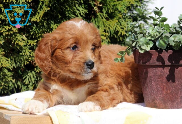 Sasha Goldendoodle2 image