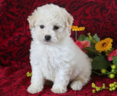 Sassy Bichpoo