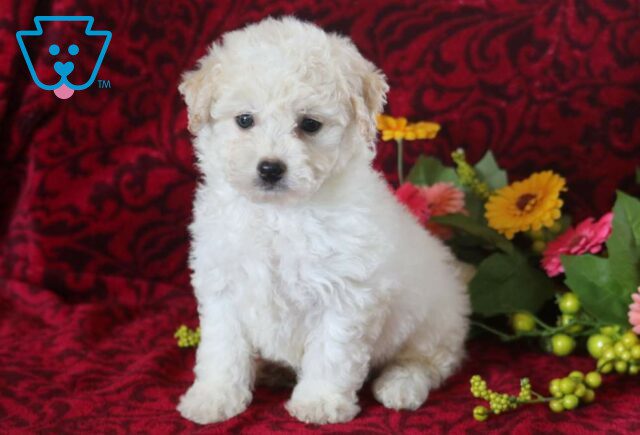 Sassy Bichpoo image