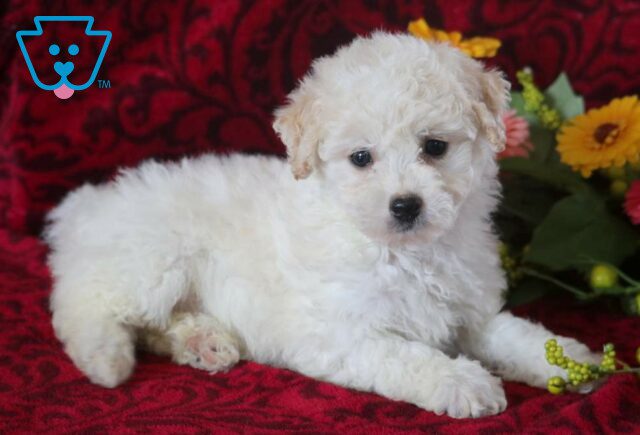 Sassy Bichpoo2 image