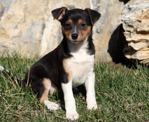 Sassy Jack Russell Mix