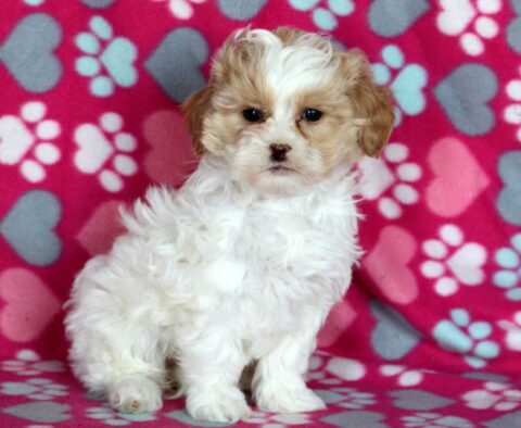 Sassy Shihpoo
