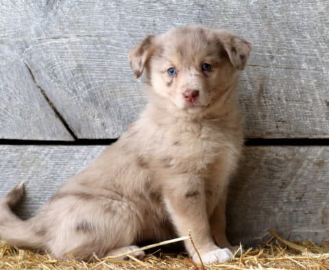 Savanna Aussie Mix