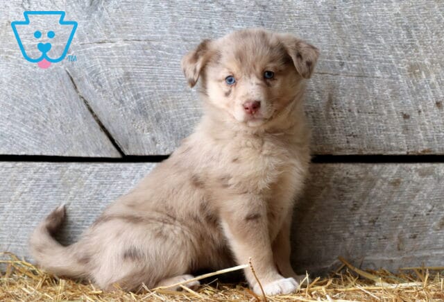 Savanna Aussie Mix image