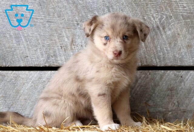 Savanna Aussie Mix2 image