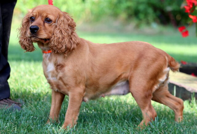 Savanna Cocker Spaniel (Sam Blank)-001 image