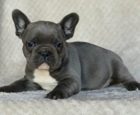 Scampy Frenchie