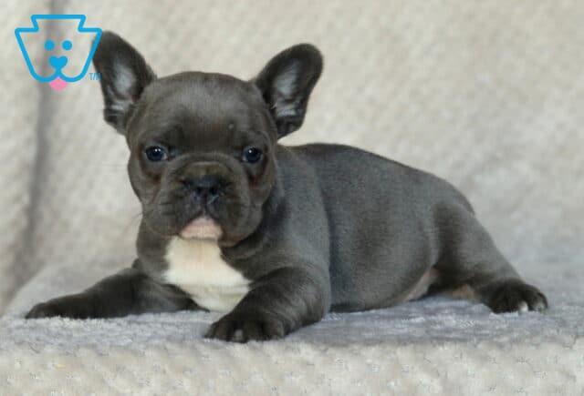 Scampy Frenchie image
