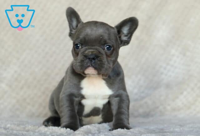 Scampy Frenchie2 image