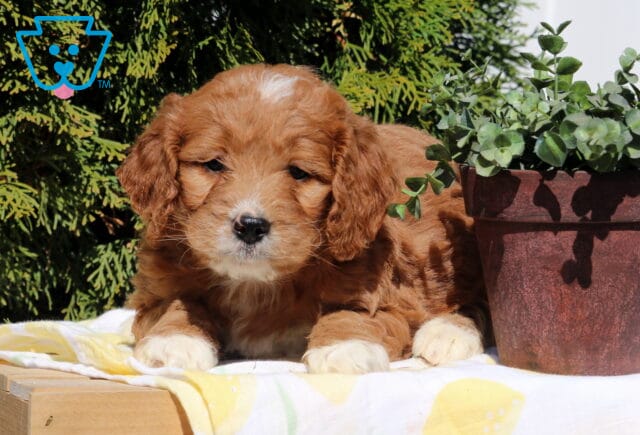Scarla Goldendoodle image