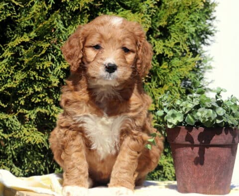Scarla Goldendoodle2