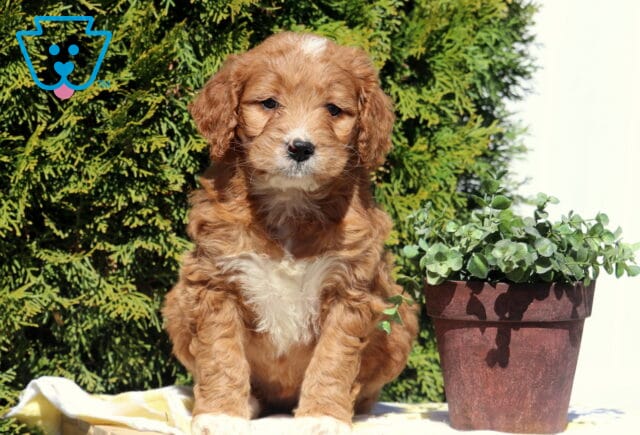 Scarla Goldendoodle2 image