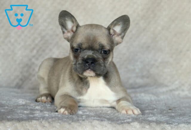 Scarlett Frenchie image