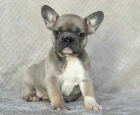 Scarlett Frenchie2