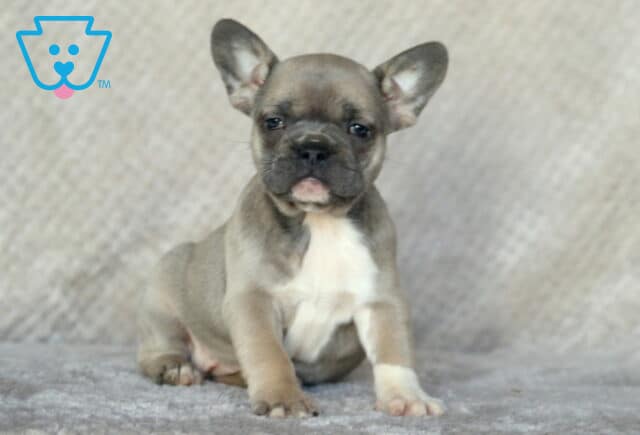 Scarlett Frenchie2 image