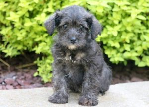 Schnoodle puppies for sale
