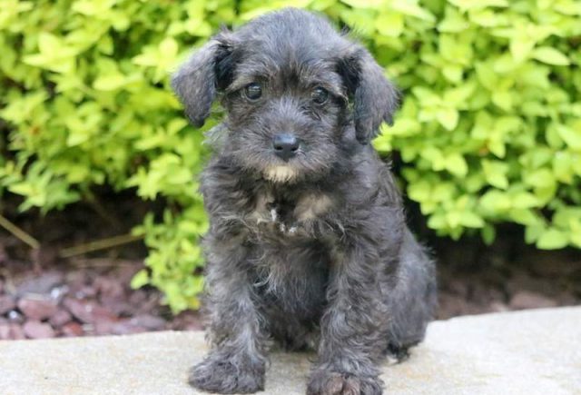 Schnoodle puppies for sale