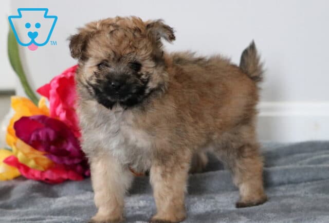 Scooby Pomapoo2 image