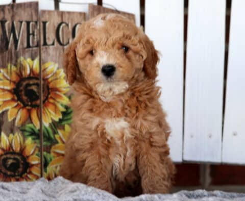 Scooter Cavapoo