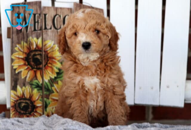 Scooter Cavapoo image