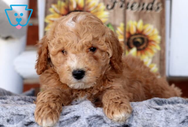 Scooter Cavapoo2 image