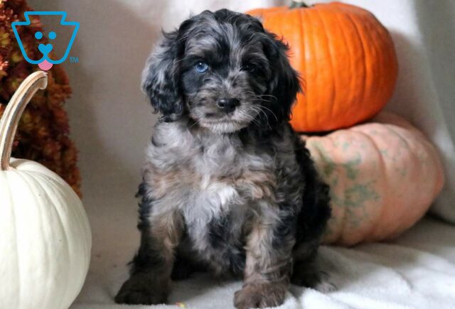 Scooter Cockapoo image