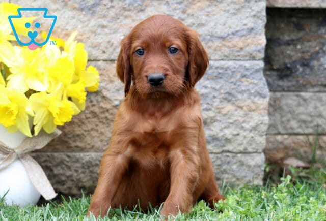 Scotty Setter image