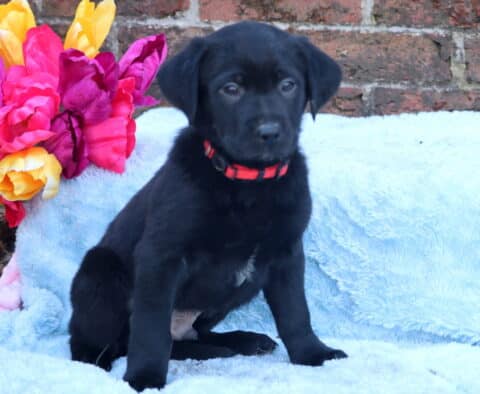 Scout Border Collie Mix
