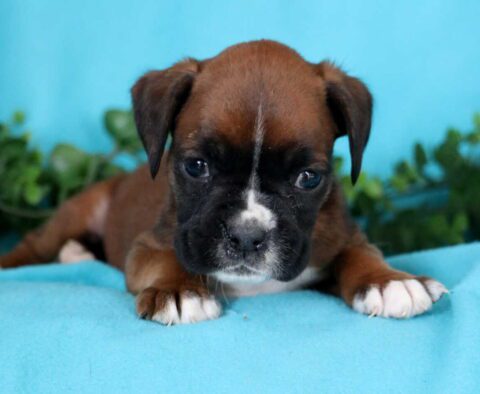 Scout Boxer