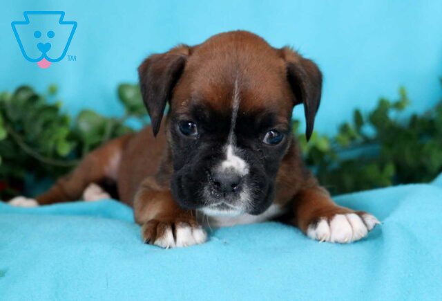 Scout Boxer image