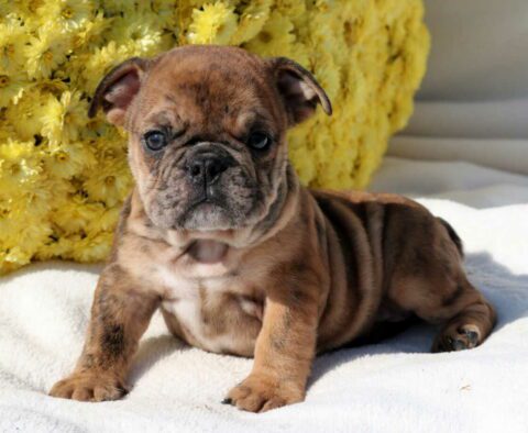 Scout Bulldog