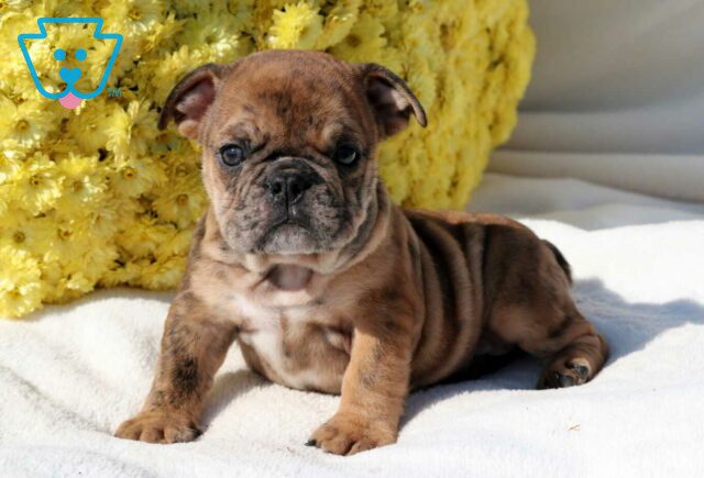 Scout Bulldog image