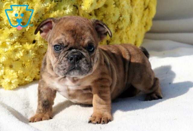 Scout Bulldog2 image