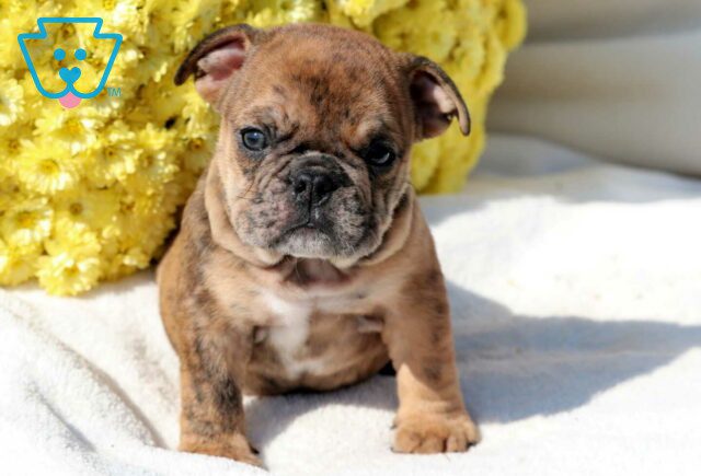 Scout Bulldog3 image