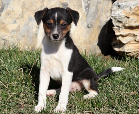Scout Jack Russell Mix