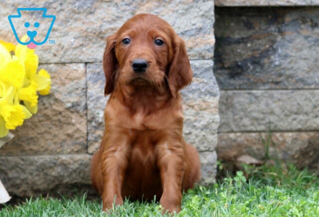 Scout Setter image