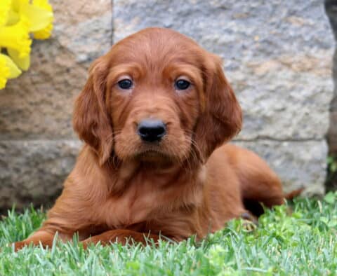 Scout Setter2