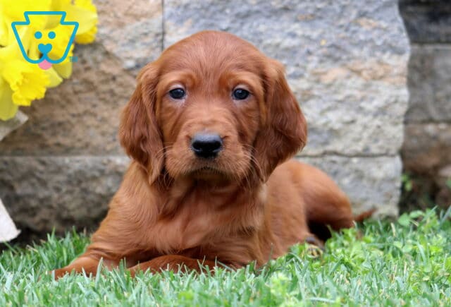 Scout Setter2 image