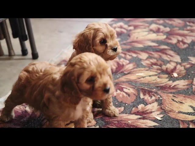 Marley video thumbnail