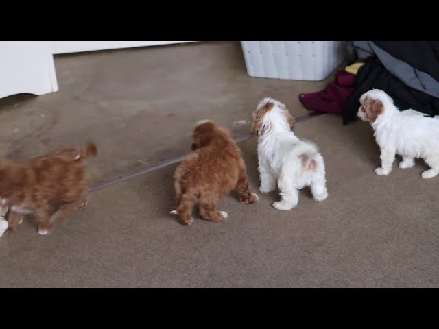 Dobby video thumbnail