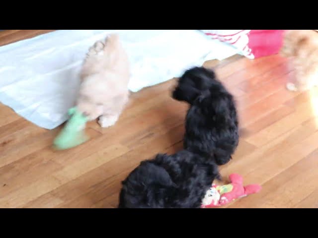 Lisa video thumbnail