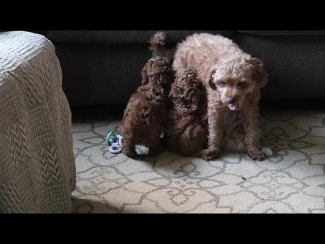 Farrah video thumbnail