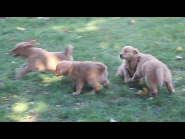 Pooch video thumbnail