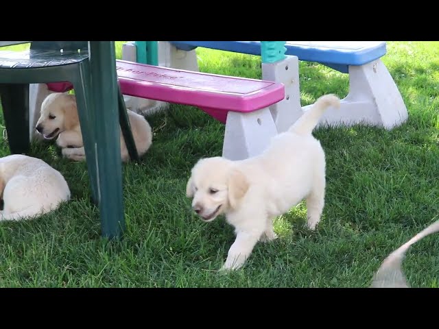 Sonny video thumbnail